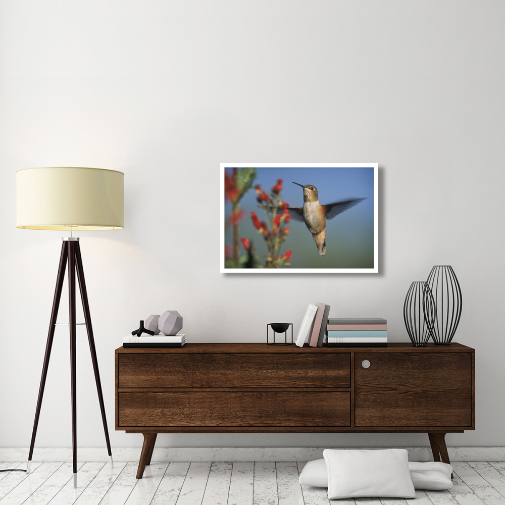 Rufous Hummingbird feeding on the nectar of a Desert Figwort New Mexico-Paper Art-38&quotx26"