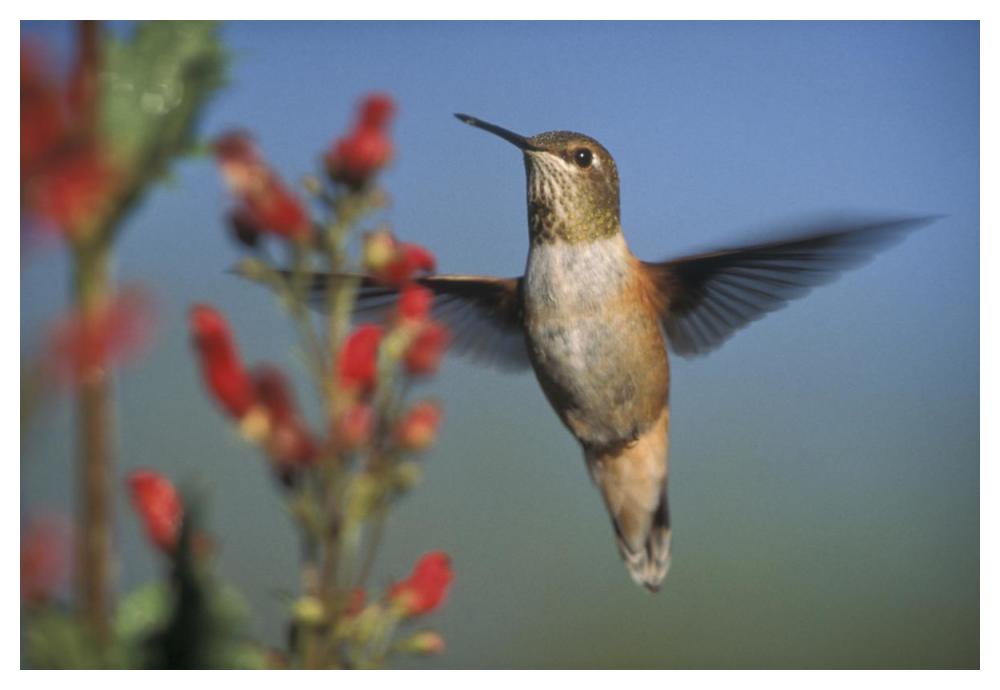 Rufous Hummingbird feeding on the nectar of a Desert Figwort New Mexico-Paper Art-50"x34"