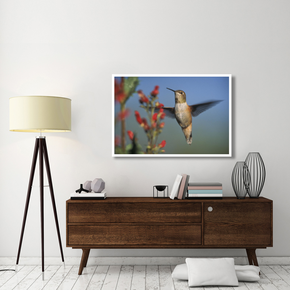 Rufous Hummingbird feeding on the nectar of a Desert Figwort New Mexico-Paper Art-50&quotx34"