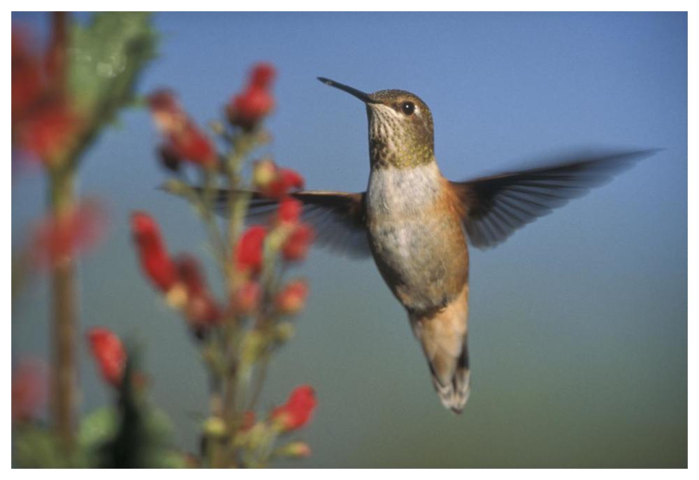 Rufous Hummingbird feeding on the nectar of a Desert Figwort New Mexico-Paper Art-62"x42"