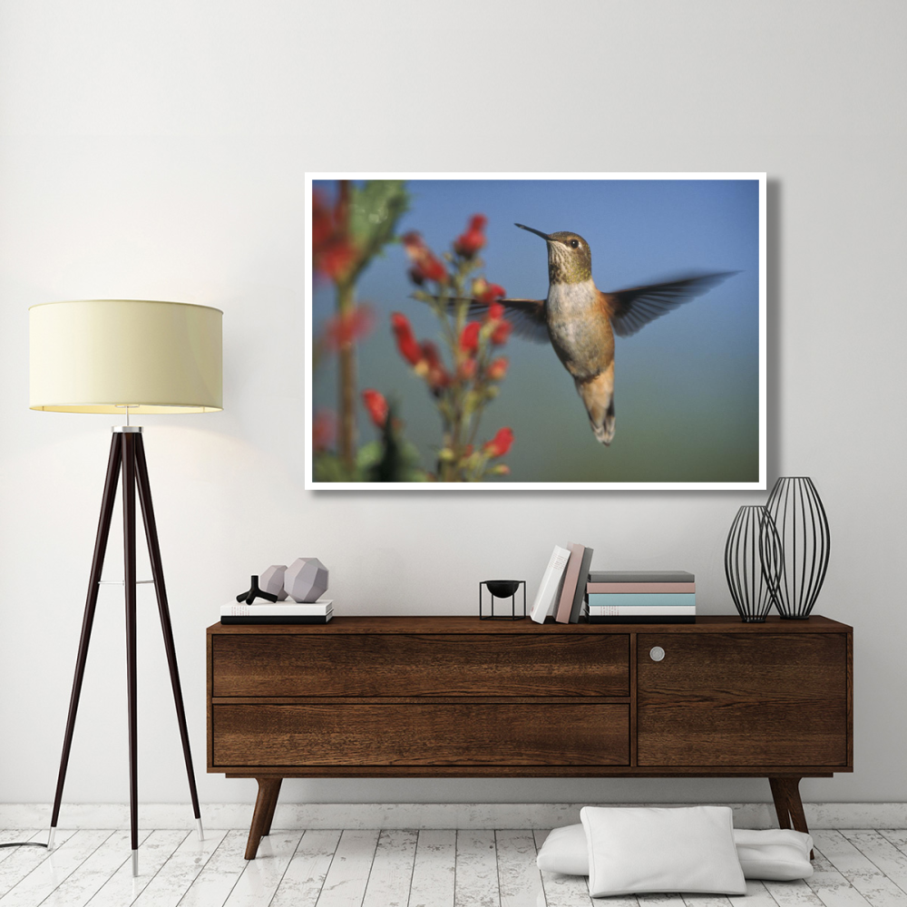 Rufous Hummingbird feeding on the nectar of a Desert Figwort New Mexico-Paper Art-62&quotx42"