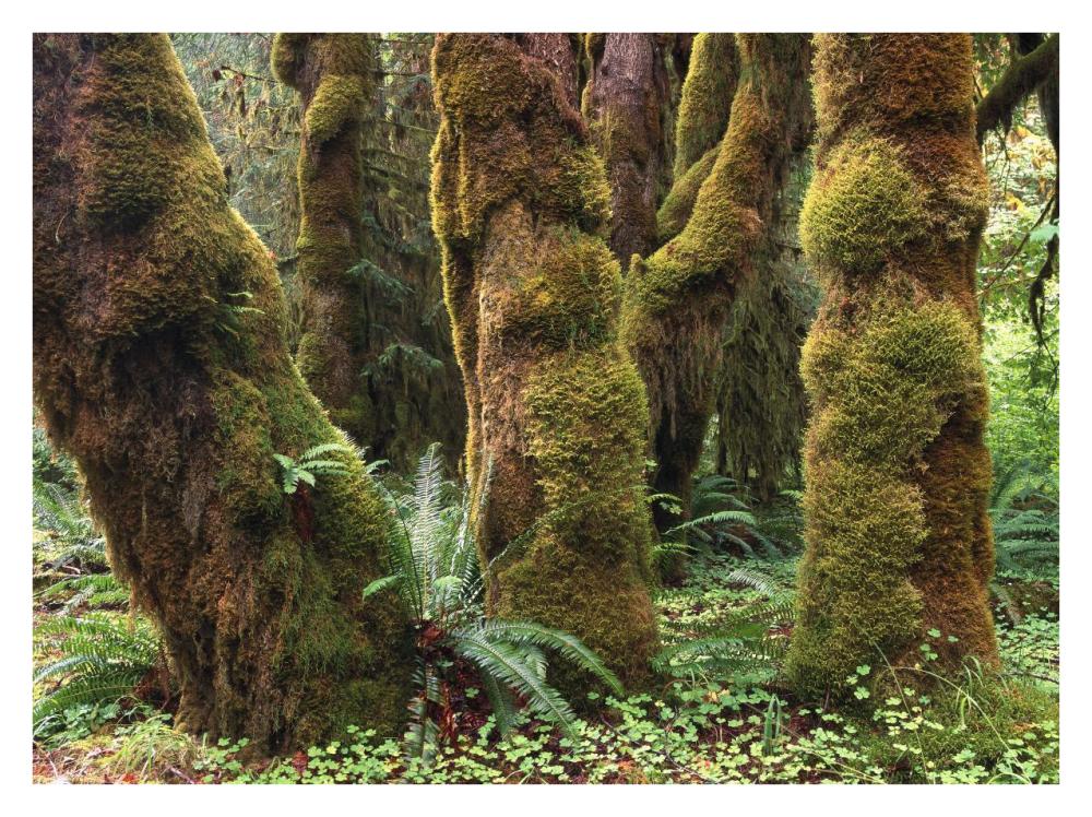 Mossy big-leaf maples, Hoh Rainforest, Olympic National Park, Washington-Paper Art-34"x26"