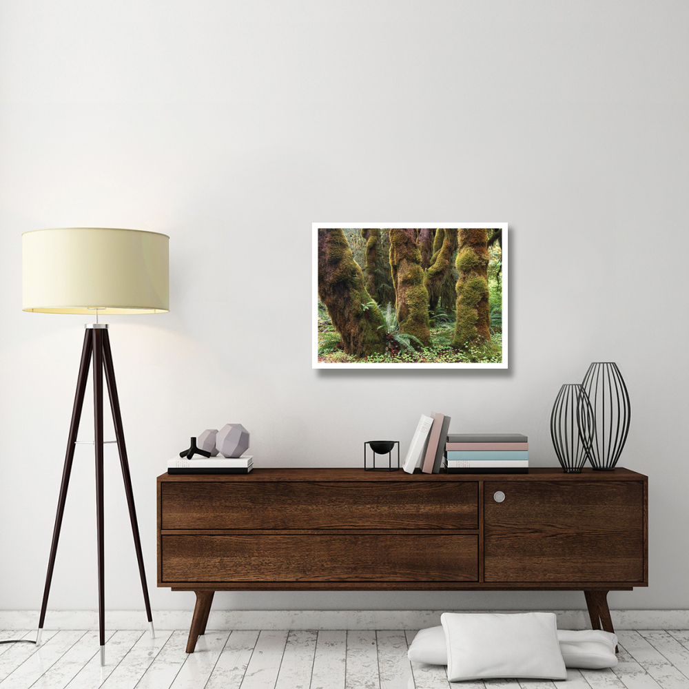 Mossy big-leaf maples, Hoh Rainforest, Olympic National Park, Washington-Paper Art-34&quotx26"