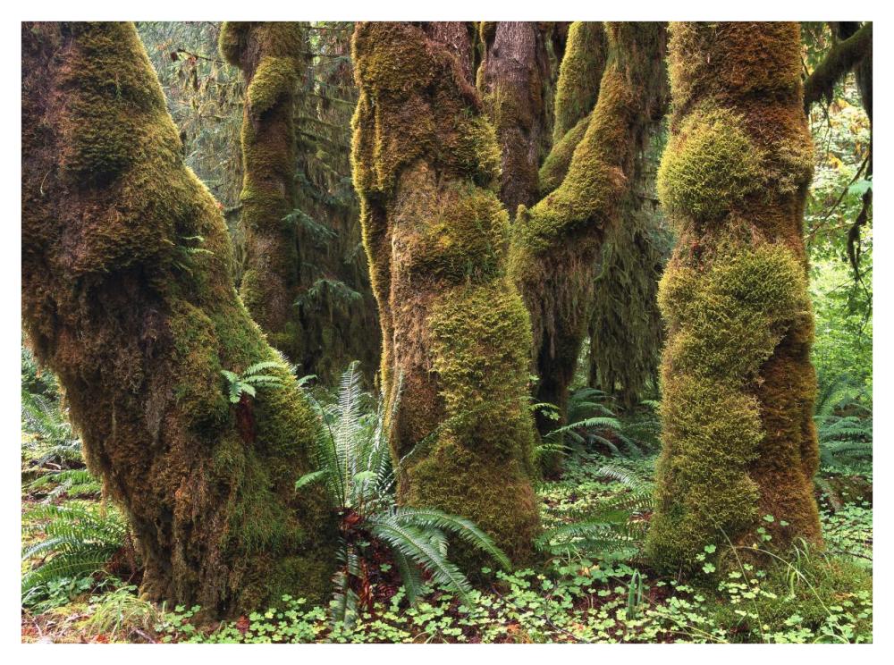 Mossy big-leaf maples, Hoh Rainforest, Olympic National Park, Washington-Paper Art-42"x32"