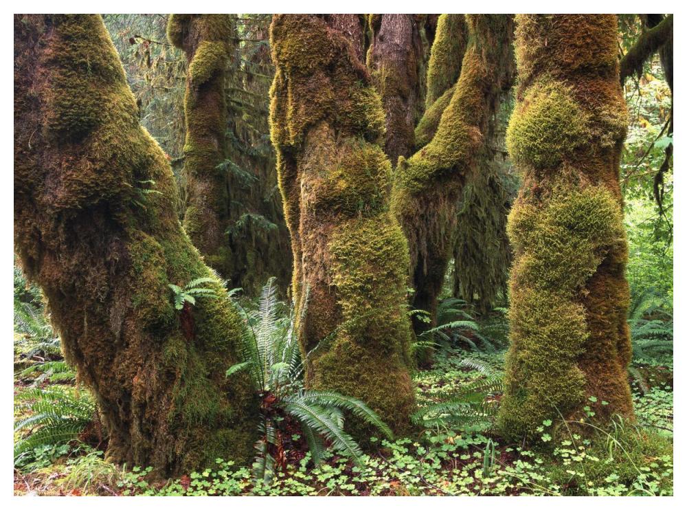 Mossy big-leaf maples, Hoh Rainforest, Olympic National Park, Washington-Paper Art-50"x38"