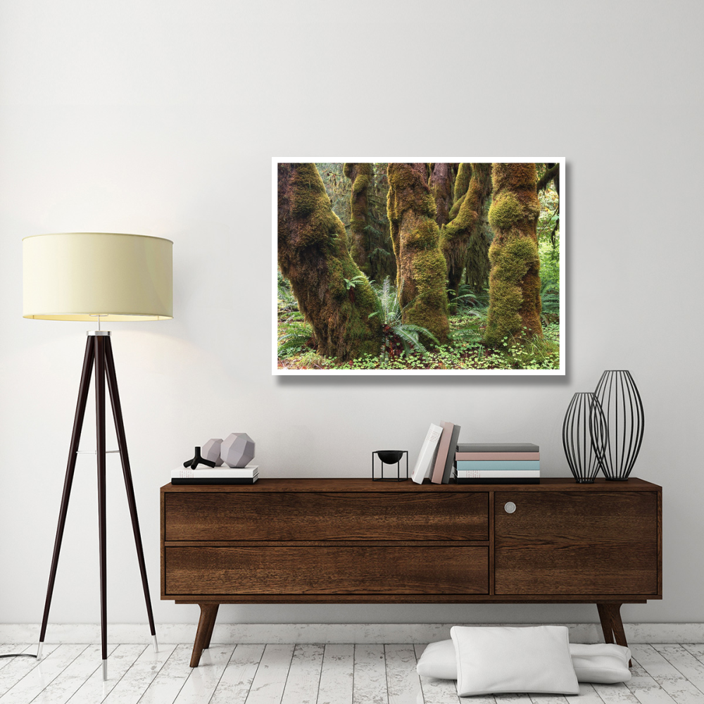 Mossy big-leaf maples, Hoh Rainforest, Olympic National Park, Washington-Paper Art-50&quotx38"