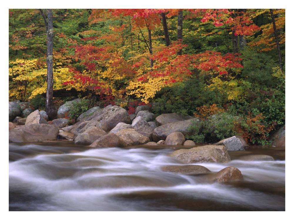 Autumn along Swift River, White Mountains National Forest, New Hampshire-Paper Art-34"x26"