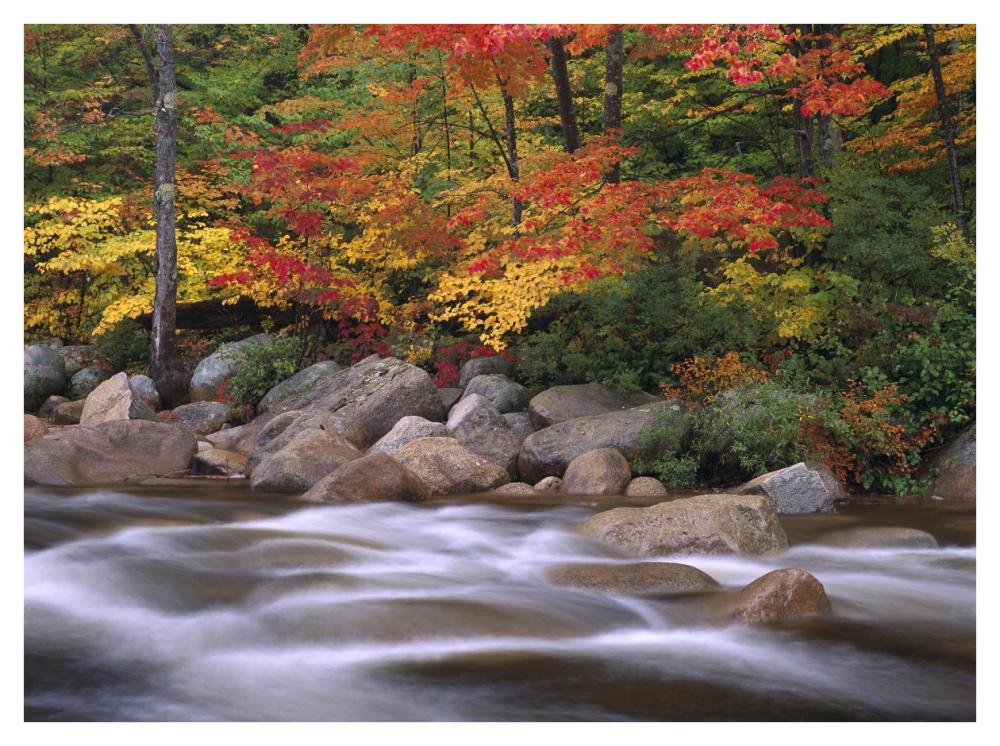 Autumn along Swift River, White Mountains National Forest, New Hampshire-Paper Art-42"x32"