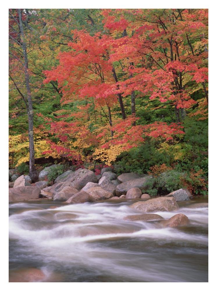 Autumn along Swift River, White Mountains National Forest, New Hampshire-Paper Art-26"x34"