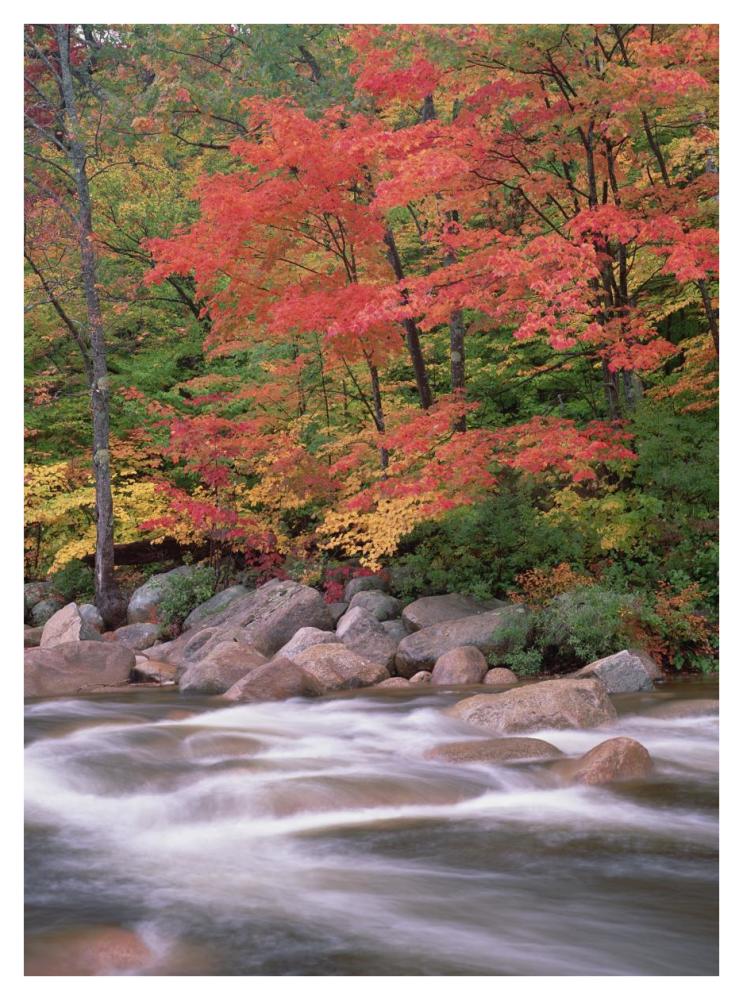 Autumn along Swift River, White Mountains National Forest, New Hampshire-Paper Art-32"x42"