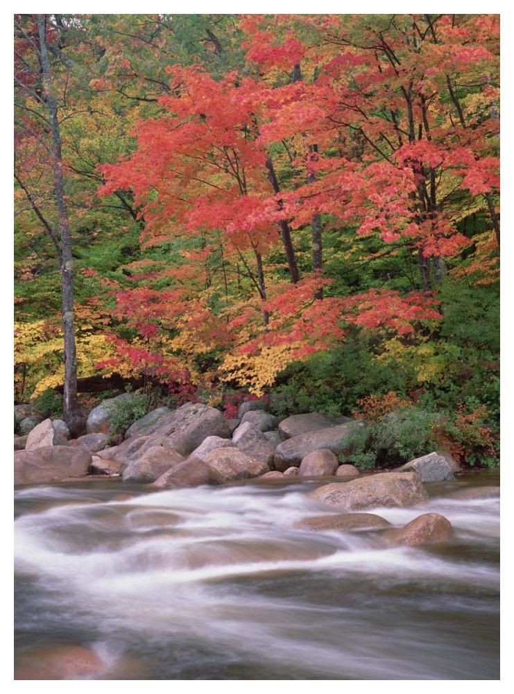 Autumn along Swift River, White Mountains National Forest, New Hampshire-Paper Art-38"x50"
