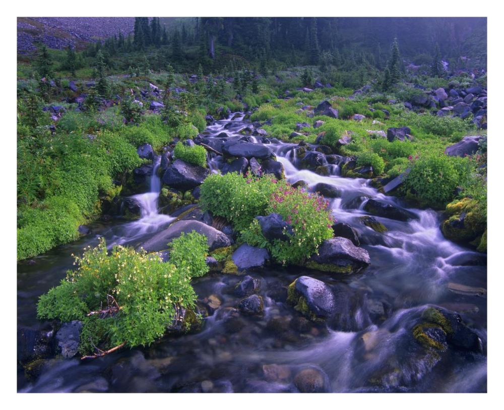 Paradise River with wildflowers, Mount Rainier National Park, Washington-Paper Art-30"x24"