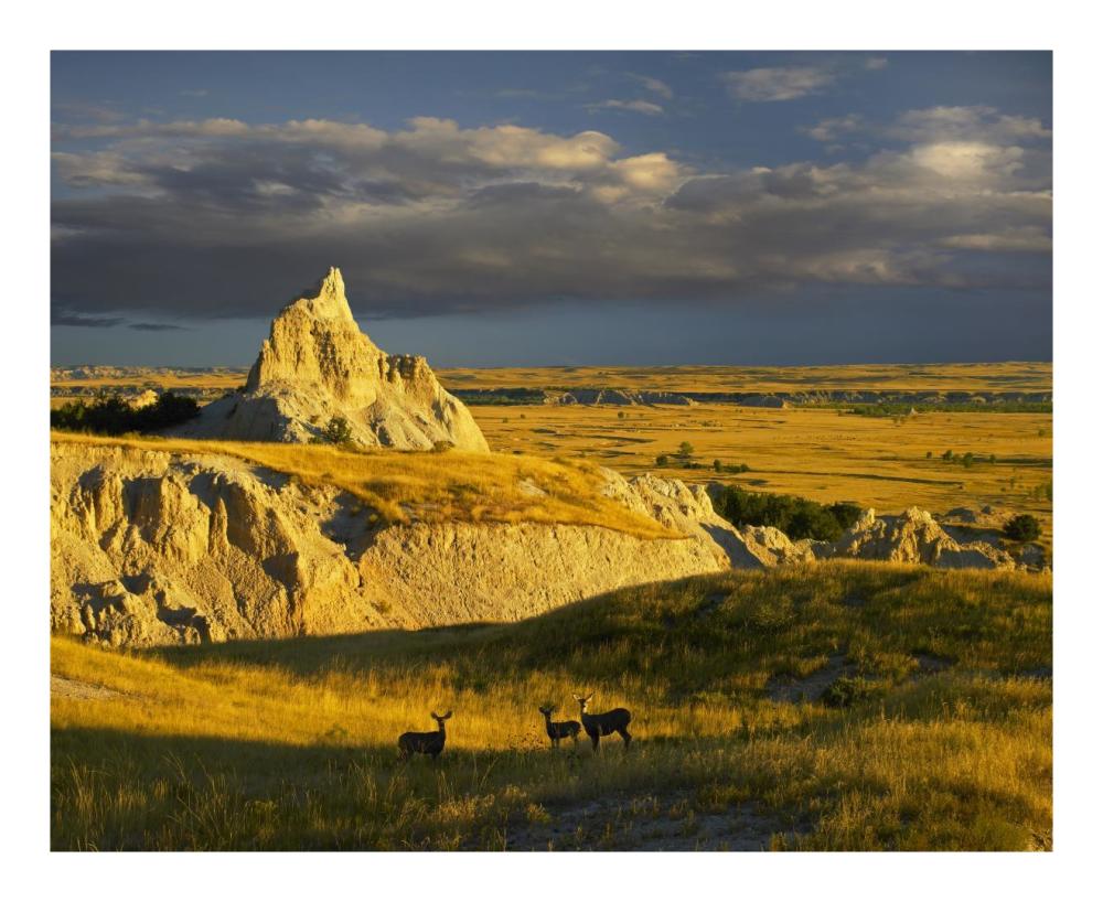 Mule Deer trio in the grasslands of Badlands National Park, South Dakota-Paper Art-22"x18"