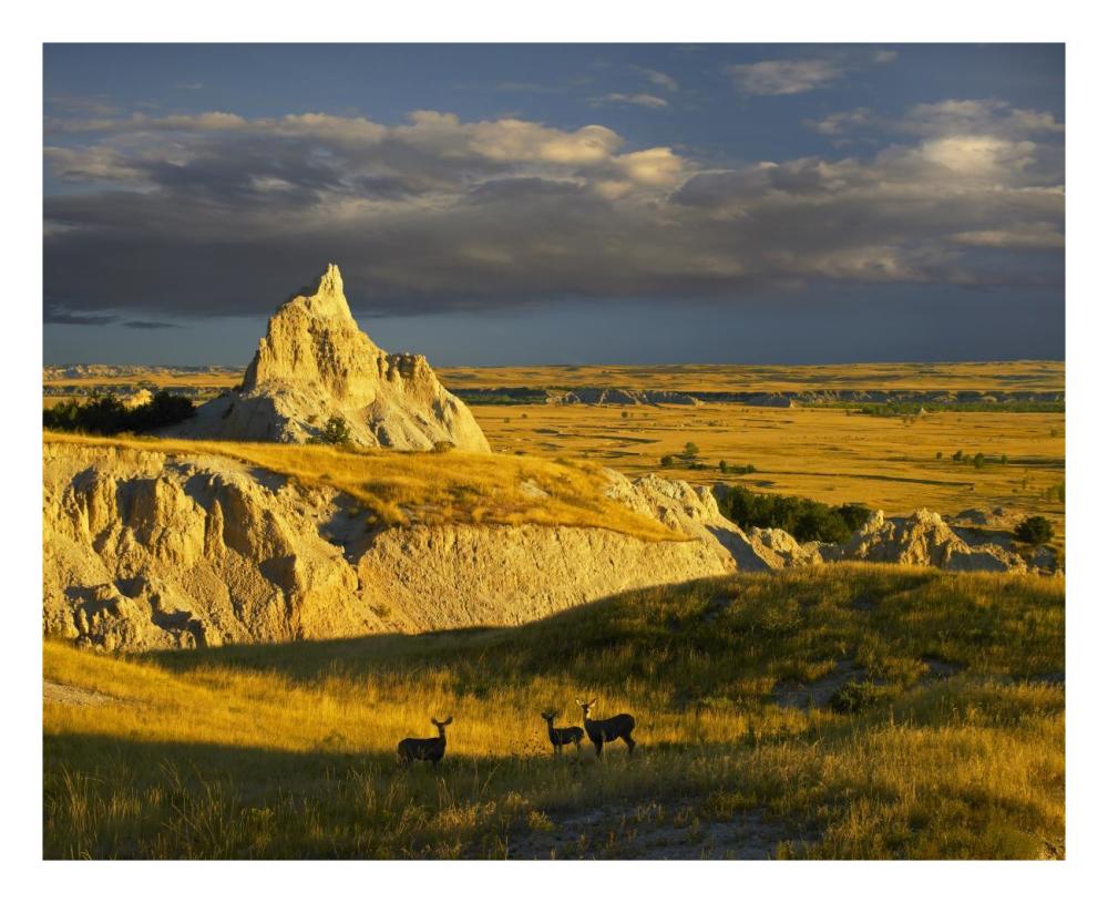 Mule Deer trio in the grasslands of Badlands National Park, South Dakota-Paper Art-26"x22"