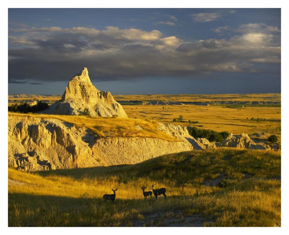 Mule Deer trio in the grasslands of Badlands National Park, South Dakota-Paper Art-37"x30"