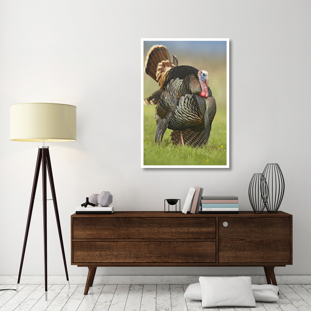 Wild Turkey male in cortship display, Palo Duro Canyon State Park, Texas-Paper Art-34&quotx50"