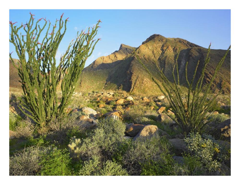 Ocotillo Borrego Palm Canyon, Anza-Borrego Desert State Park, California-Paper Art-26"x20"