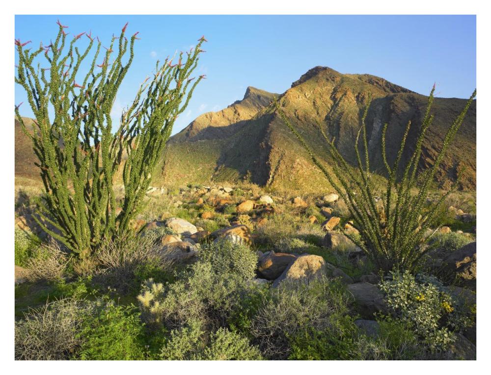 Ocotillo Borrego Palm Canyon, Anza-Borrego Desert State Park, California-Paper Art-34"x26"