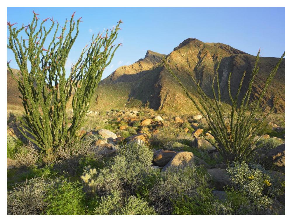 Ocotillo Borrego Palm Canyon, Anza-Borrego Desert State Park, California-Paper Art-42"x32"