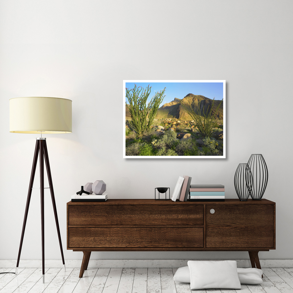 Ocotillo Borrego Palm Canyon, Anza-Borrego Desert State Park, California-Paper Art-42&quotx32"
