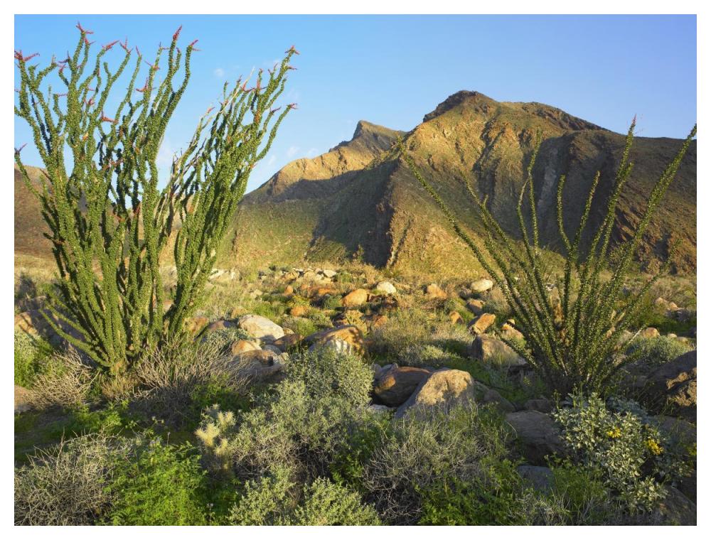 Ocotillo Borrego Palm Canyon, Anza-Borrego Desert State Park, California-Paper Art-50"x38"