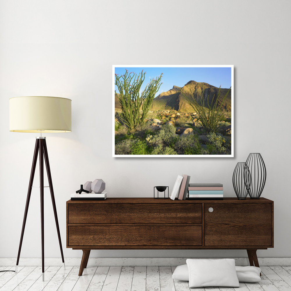 Ocotillo Borrego Palm Canyon, Anza-Borrego Desert State Park, California-Paper Art-50&quotx38"