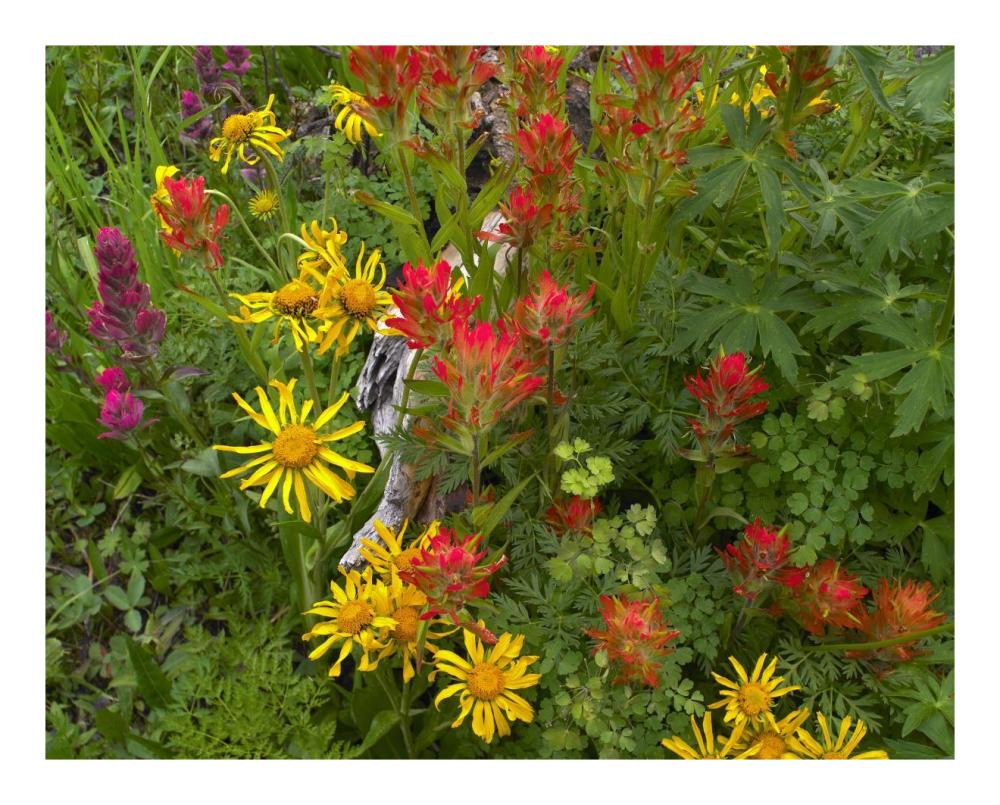 Orange Sneezeweed and Indian Paintbrush flowers in meadow, North America-Paper Art-22"x18"