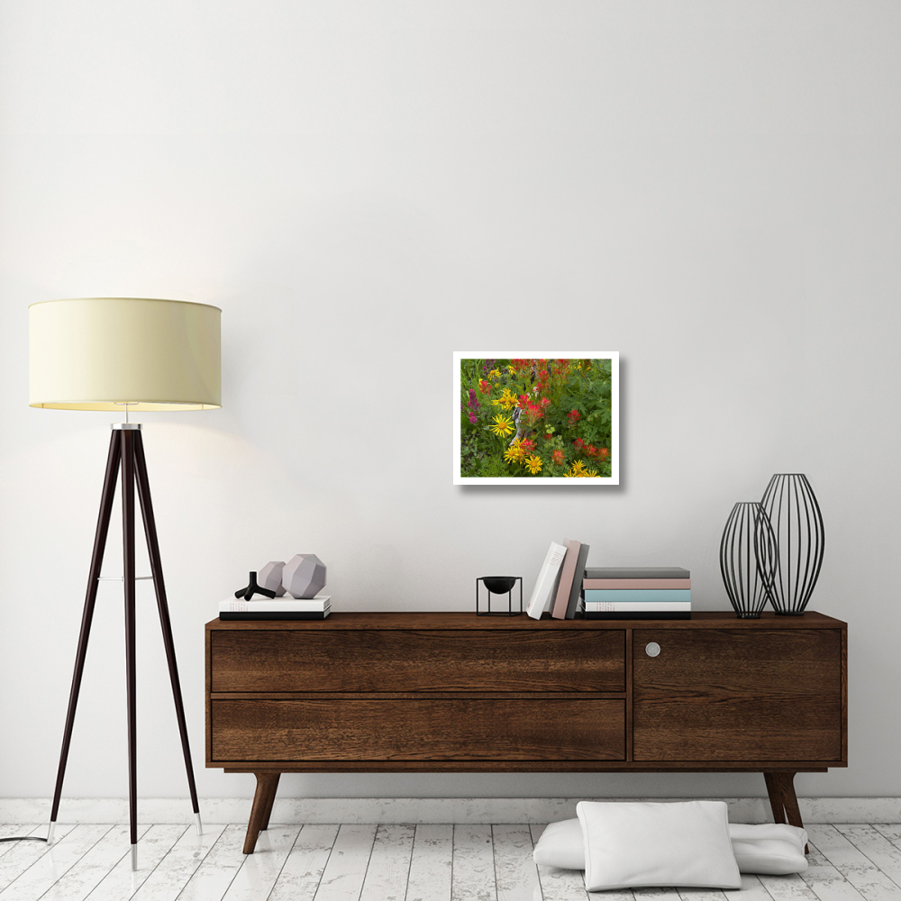 Orange Sneezeweed and Indian Paintbrush flowers in meadow, North America-Paper Art-22&quotx18"