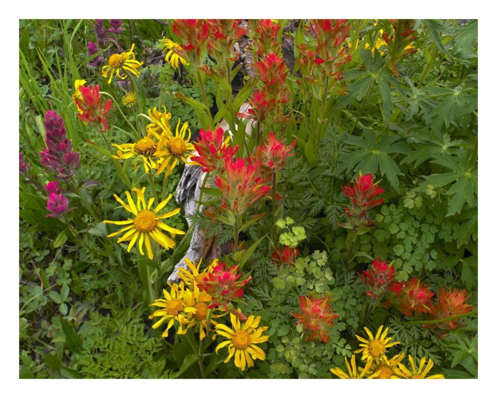 Orange Sneezeweed and Indian Paintbrush flowers in meadow, North America-Paper Art-26"x22"