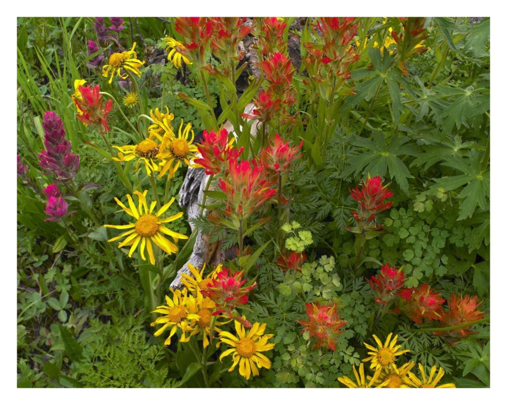 Orange Sneezeweed and Indian Paintbrush flowers in meadow, North America-Paper Art-30"x24"