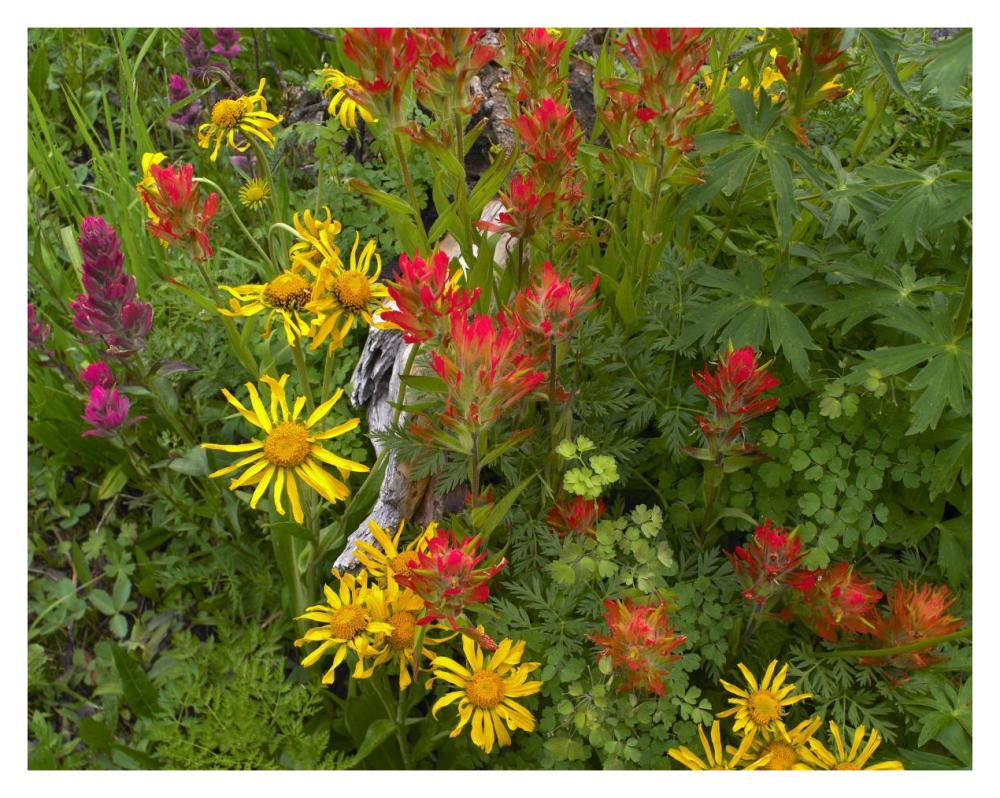 Orange Sneezeweed and Indian Paintbrush flowers in meadow, North America-Paper Art-37"x30"