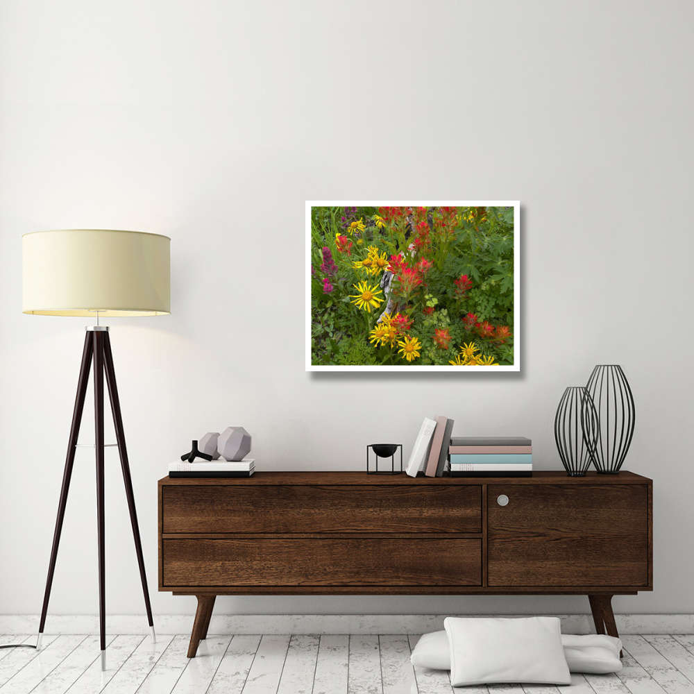 Orange Sneezeweed and Indian Paintbrush flowers in meadow, North America-Paper Art-37&quotx30"