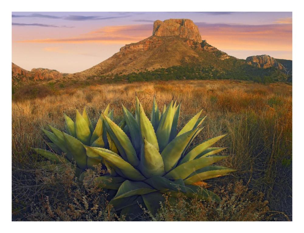 Casa Grande butte with Agave in foreground, Big Bend National Park, Texas-Paper Art-26"x20"