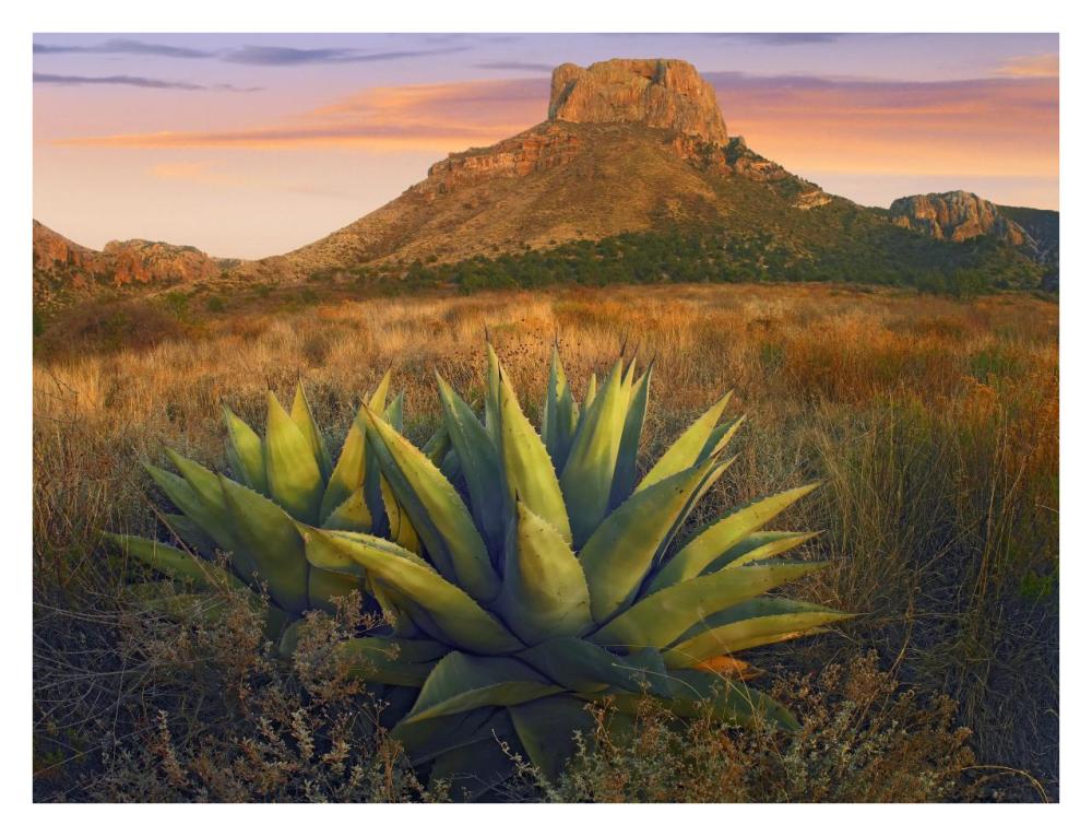 Casa Grande butte with Agave in foreground, Big Bend National Park, Texas-Paper Art-34"x26"