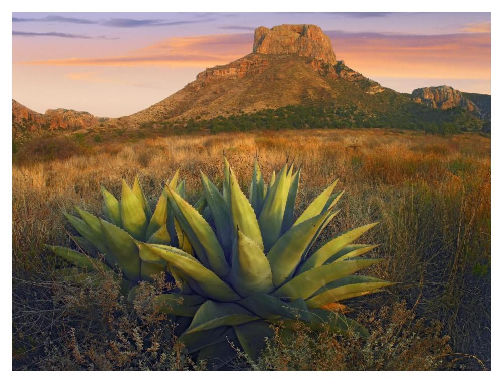 Casa Grande butte with Agave in foreground, Big Bend National Park, Texas-Paper Art-42"x32"