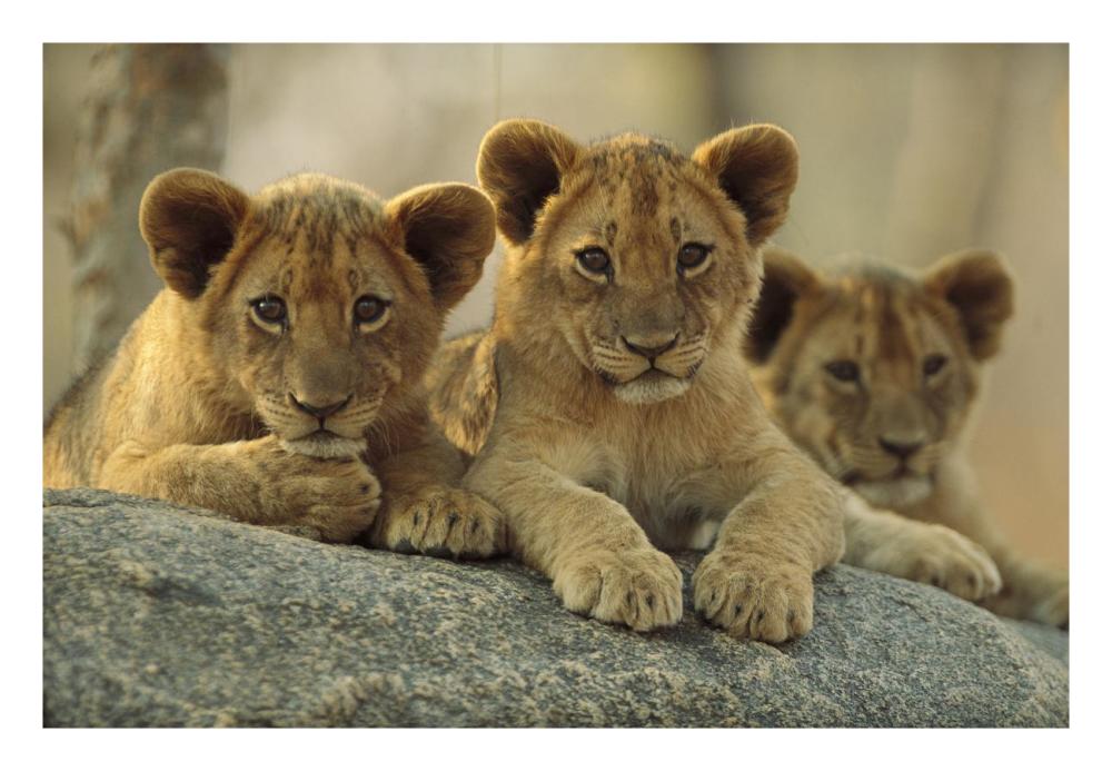 African Lion three cubs resting on a rock, Hwange National Park, Zimbabwe-Paper Art-26"x18"