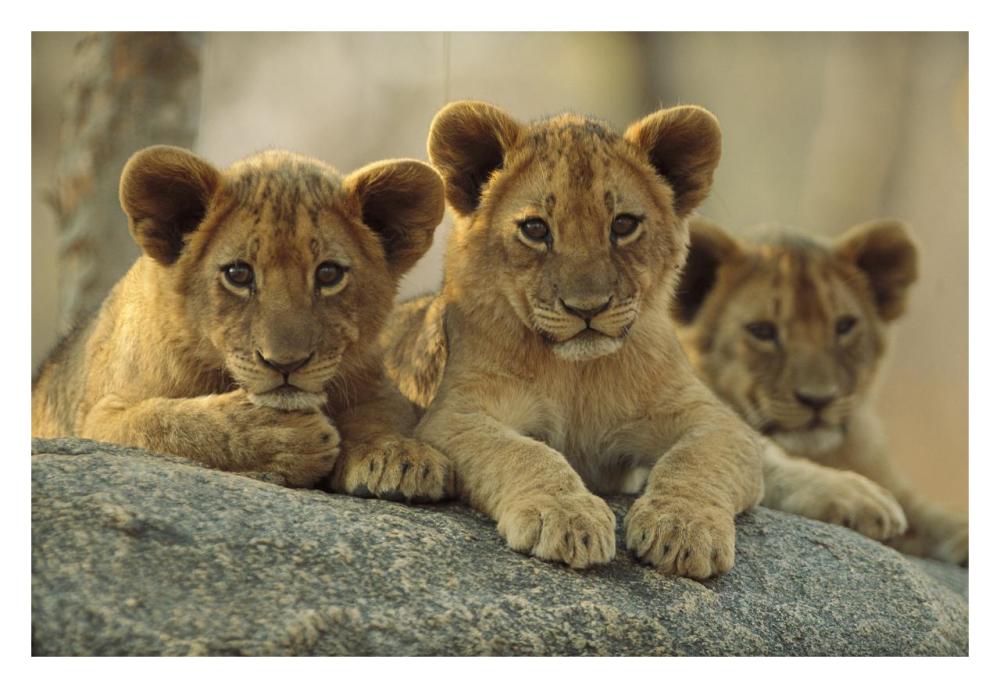 African Lion three cubs resting on a rock, Hwange National Park, Zimbabwe-Paper Art-32"x22"
