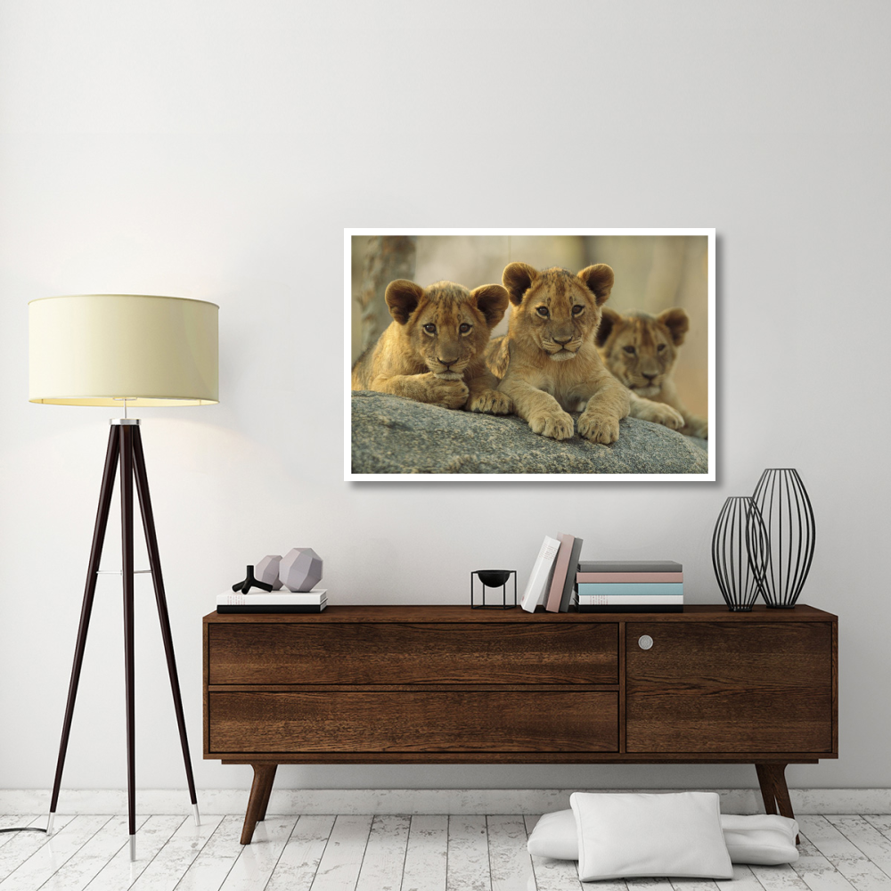 African Lion three cubs resting on a rock, Hwange National Park, Zimbabwe-Paper Art-50&quotx34"