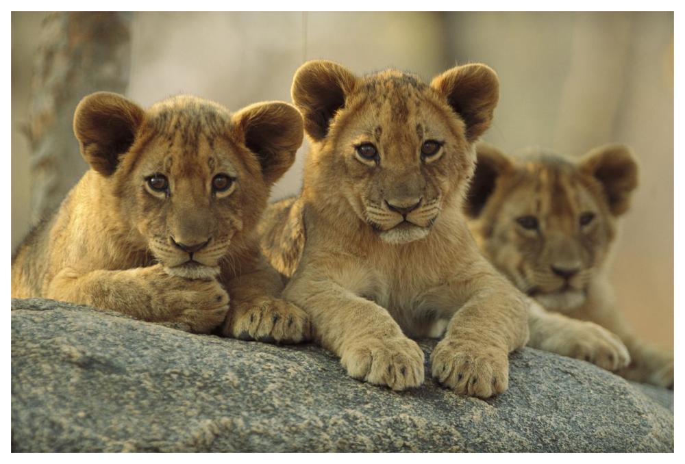 African Lion three cubs resting on a rock, Hwange National Park, Zimbabwe-Paper Art-62"x42"