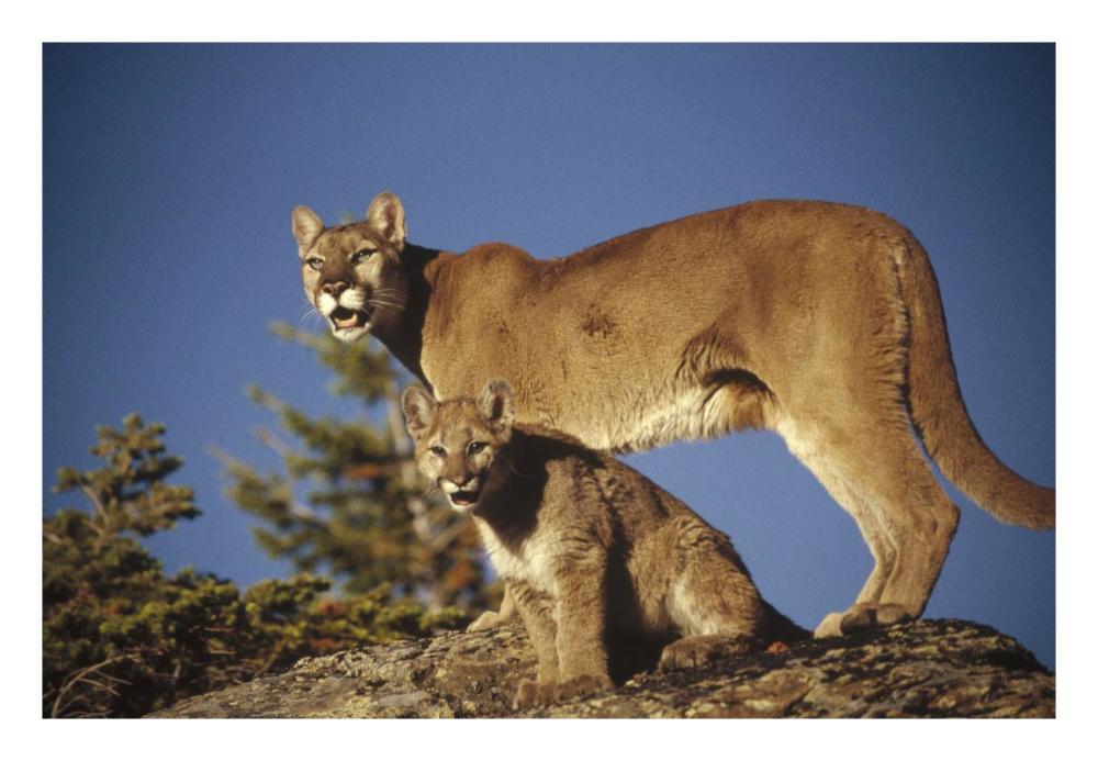 Mountain Lion or Cougar mother with kitten, North America, captive animal-Paper Art-26"x18"