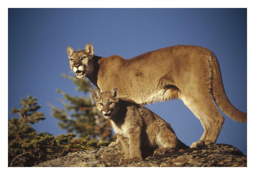 Mountain Lion or Cougar mother with kitten, North America, captive animal-Paper Art-32"x22"