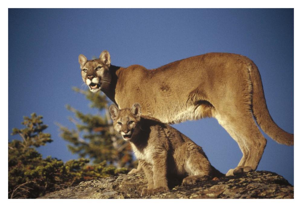 Mountain Lion or Cougar mother with kitten, North America, captive animal-Paper Art-38"x26"