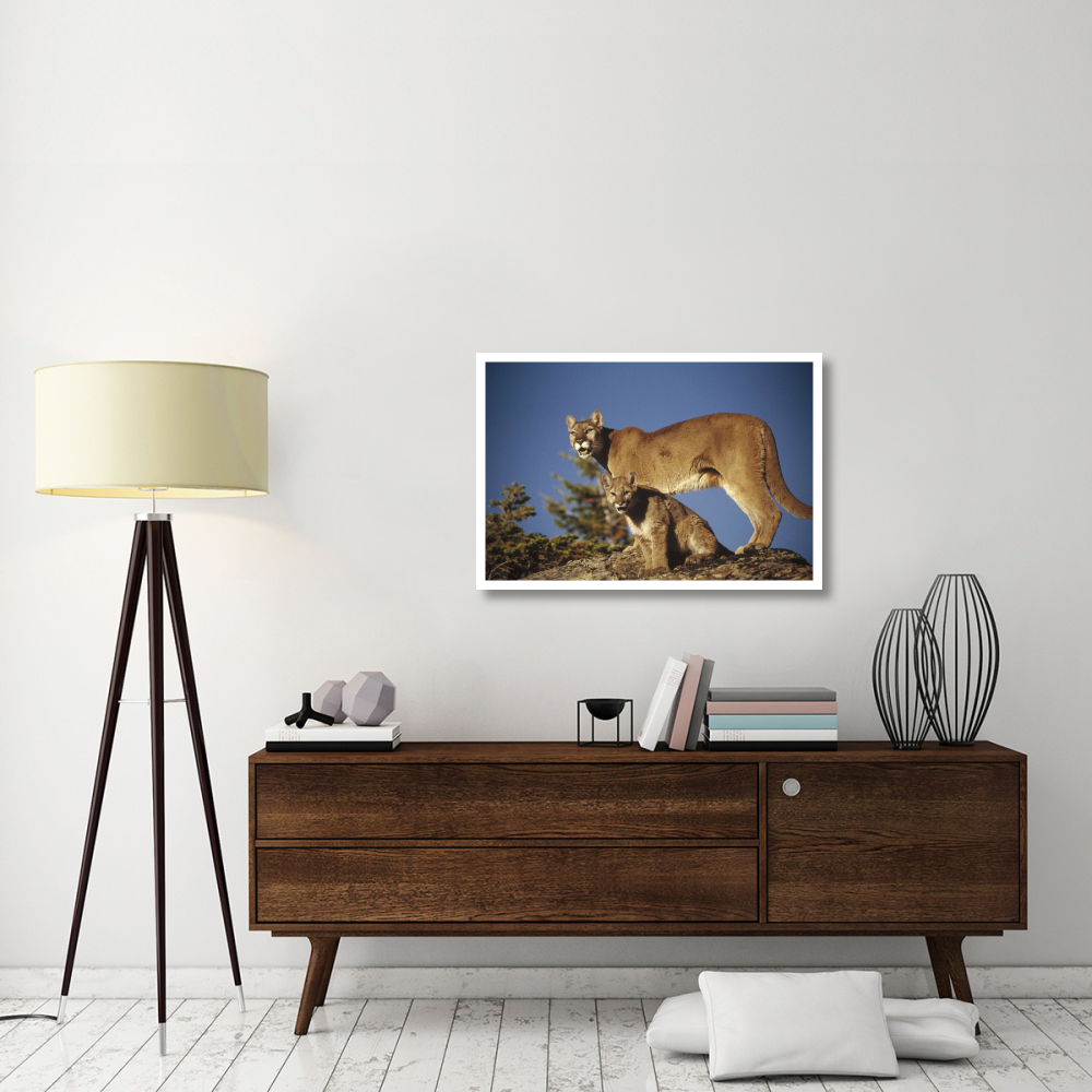 Mountain Lion or Cougar mother with kitten, North America, captive animal-Paper Art-38&quotx26"