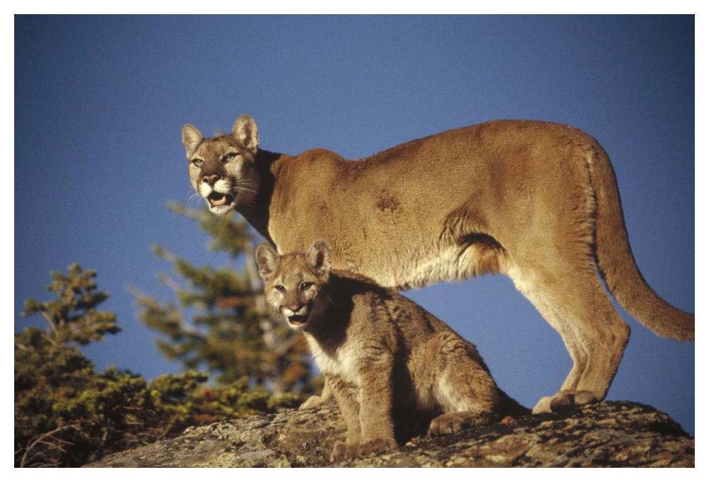 Mountain Lion or Cougar mother with kitten, North America, captive animal-Paper Art-50"x34"