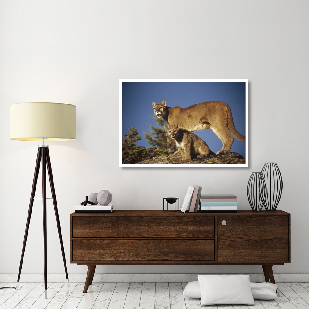 Mountain Lion or Cougar mother with kitten, North America, captive animal-Paper Art-50&quotx34"
