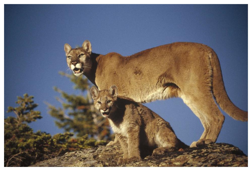 Mountain Lion or Cougar mother with kitten, North America, captive animal-Paper Art-62"x42"