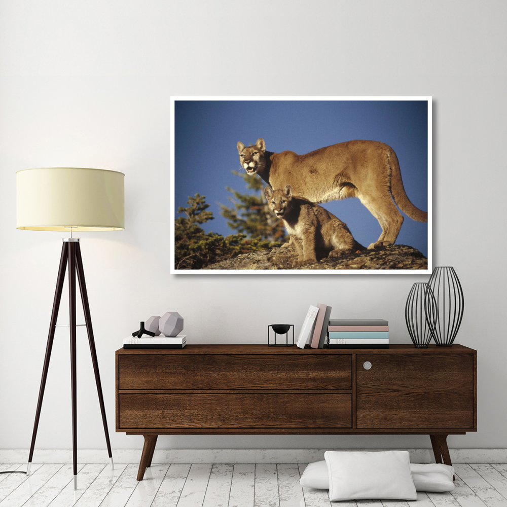 Mountain Lion or Cougar mother with kitten, North America, captive animal-Paper Art-62&quotx42"