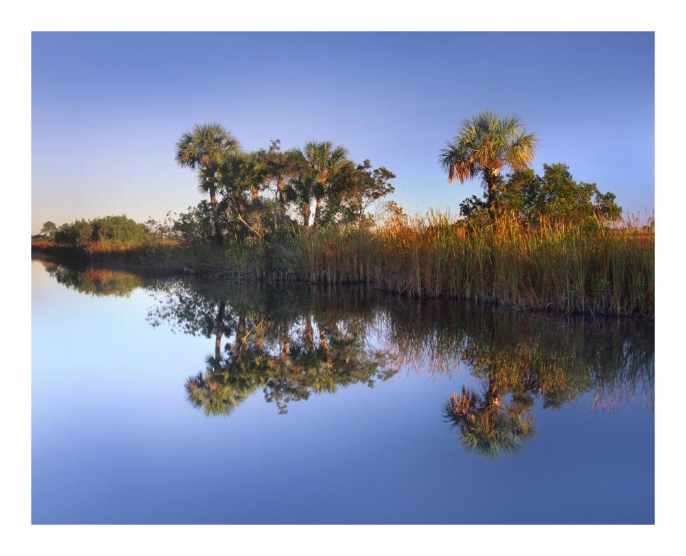 Royal Palms and reeds along waterway, Fakahatchee State Preserve, Florida-Paper Art-22"x18"