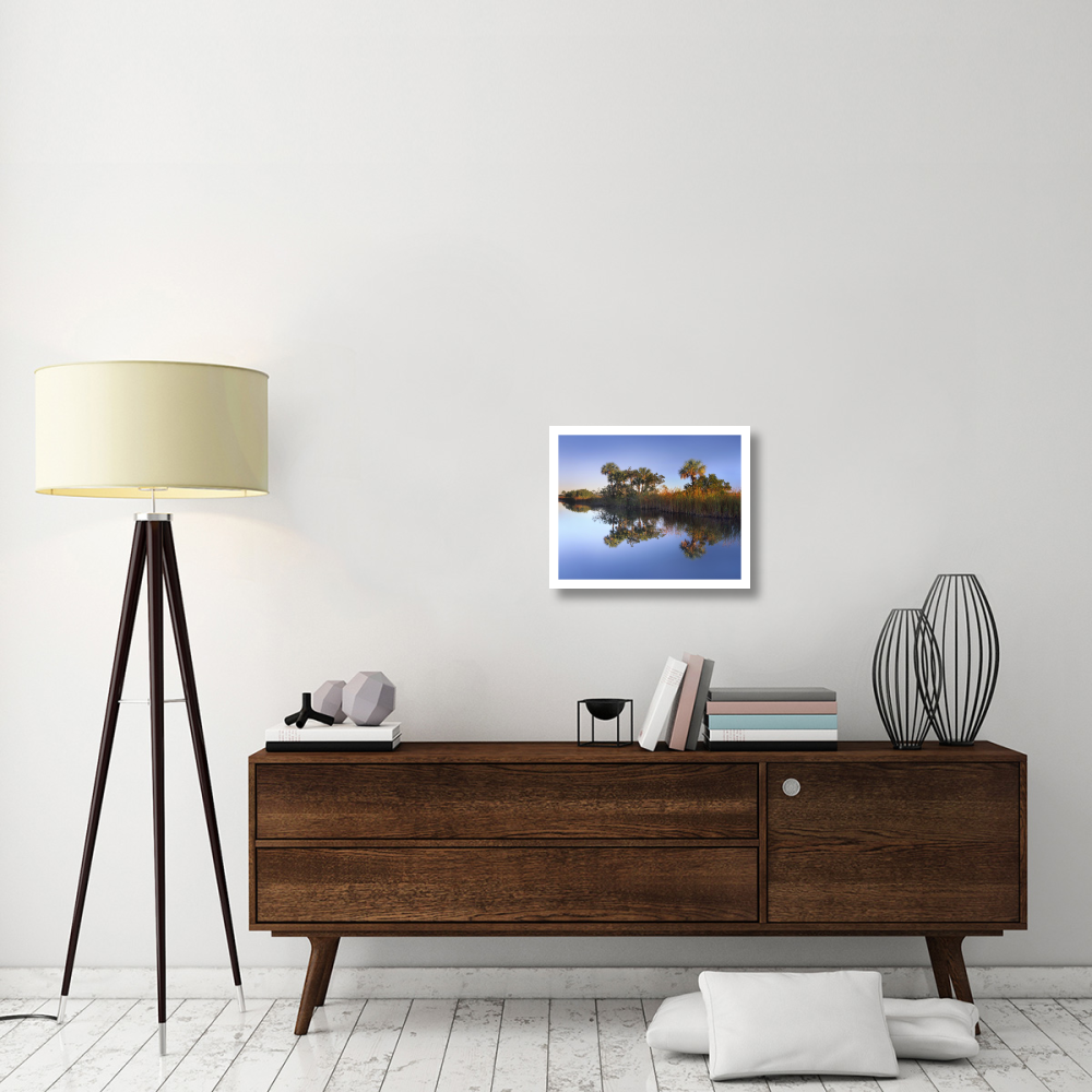Royal Palms and reeds along waterway, Fakahatchee State Preserve, Florida-Paper Art-22&quotx18"