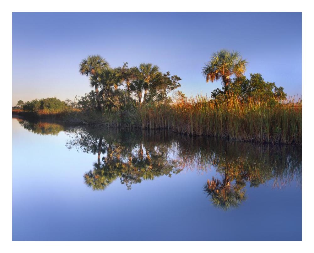 Royal Palms and reeds along waterway, Fakahatchee State Preserve, Florida-Paper Art-26"x22"